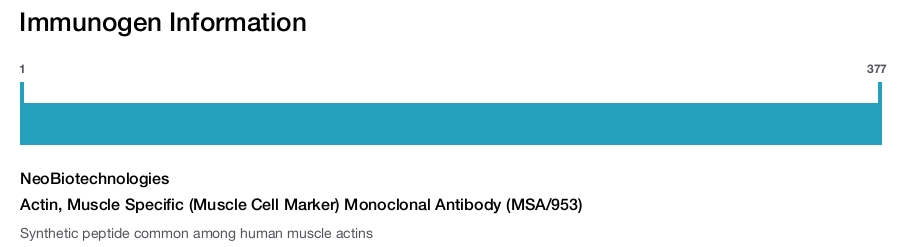 Actin, Muscle Specific (Muscle Cell Marker) Monoclonal Antibody (MSA/953)