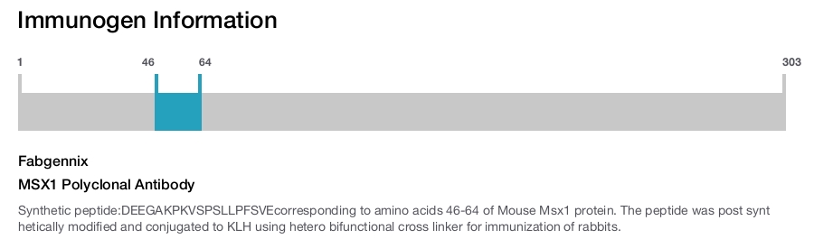 MSX1 Polyclonal Antibody