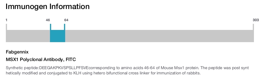 MSX1 Polyclonal Antibody, FITC