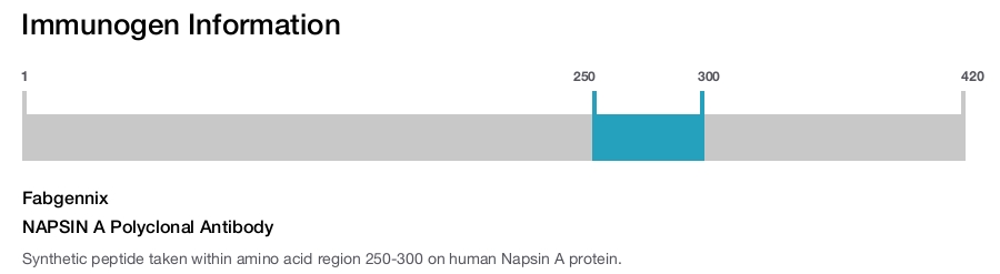 NAPSIN A Polyclonal Antibody