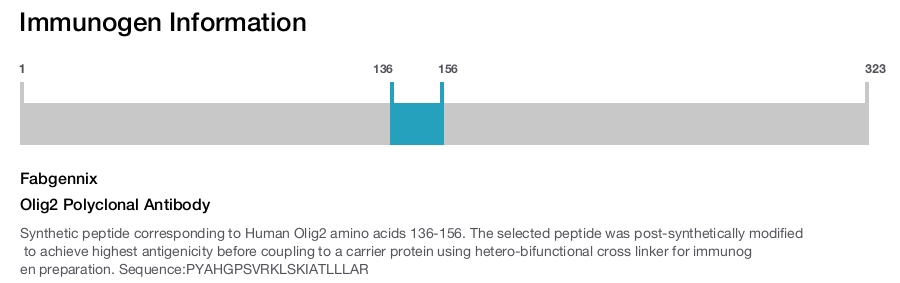 Olig2 Polyclonal Antibody