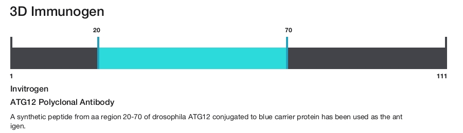 ATG12 Polyclonal Antibody