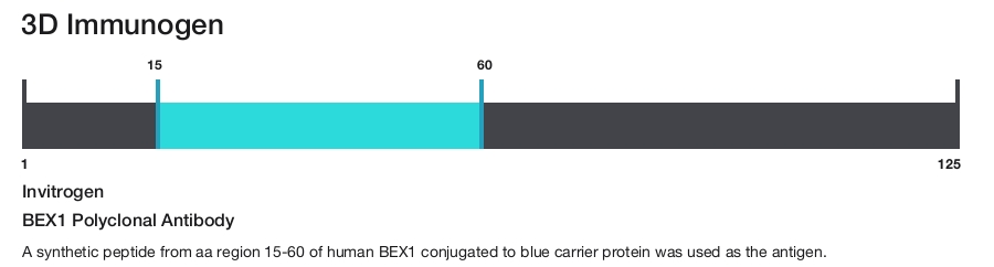 BEX1 Polyclonal Antibody