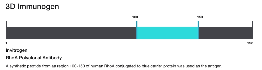 RhoA Polyclonal Antibody