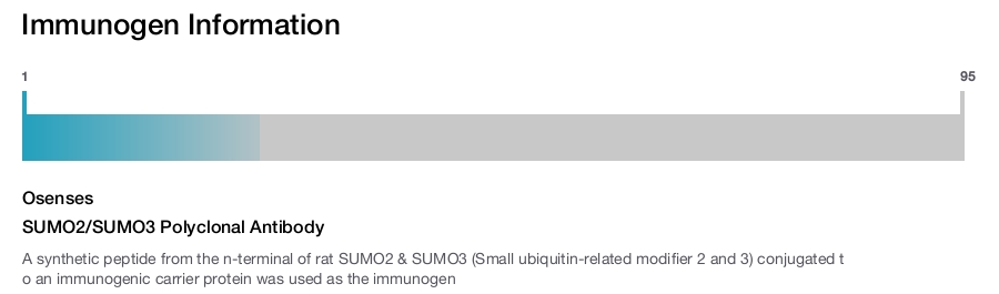SUMO2/SUMO3 Polyclonal Antibody