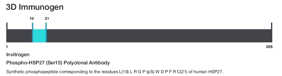 Phospho-HSP27 (Ser15) Polyclonal Antibody
