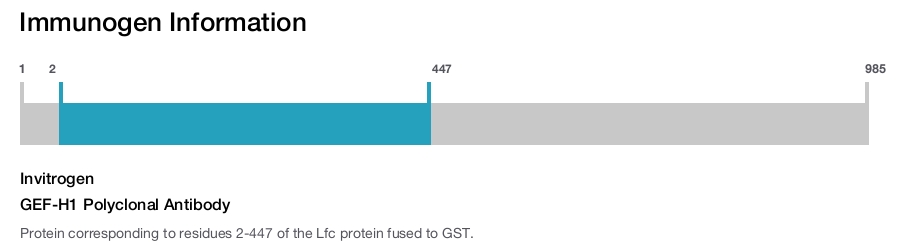 GEF-H1 Polyclonal Antibody