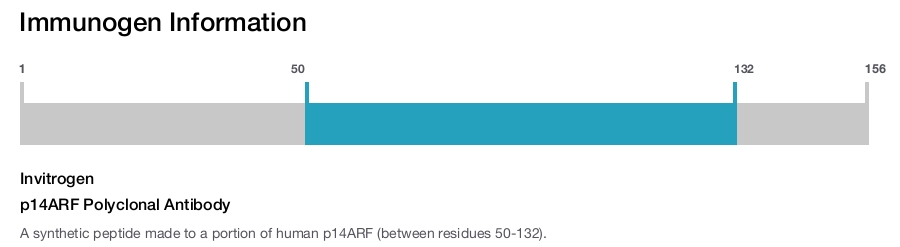 p14ARF Polyclonal Antibody