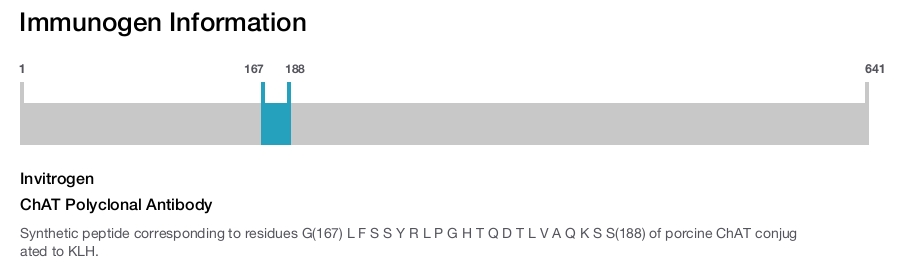ChAT Polyclonal Antibody