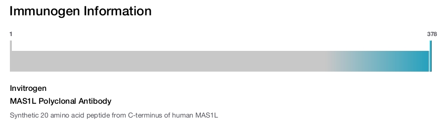 MAS1L Polyclonal Antibody