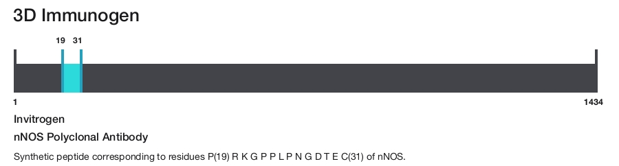 nNOS Polyclonal Antibody
