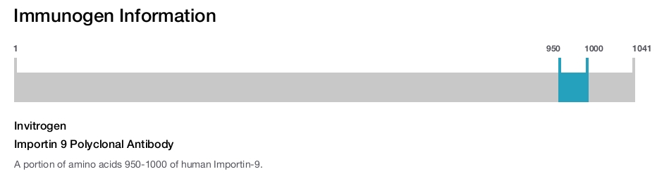 Importin 9 Polyclonal Antibody
