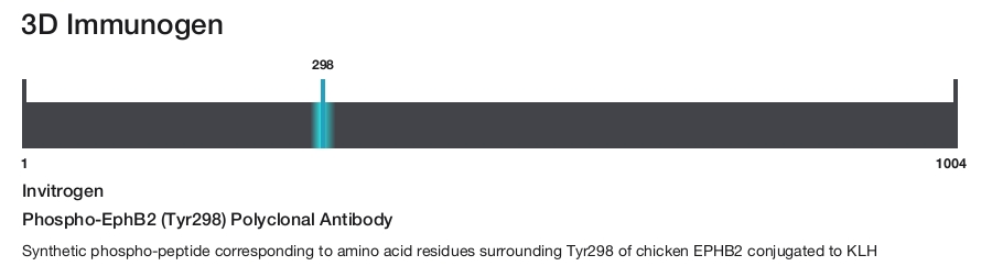 Phospho-EphB2 (Tyr298) Polyclonal Antibody