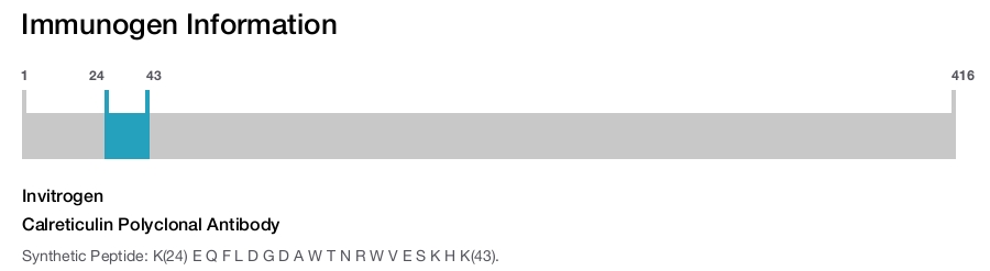 Calreticulin Polyclonal Antibody