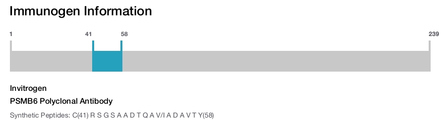 PSMB6 Polyclonal Antibody