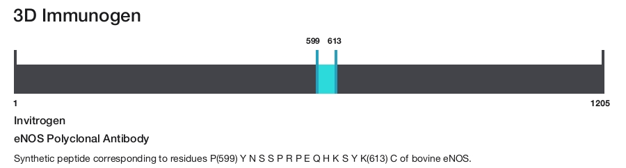 eNOS Polyclonal Antibody