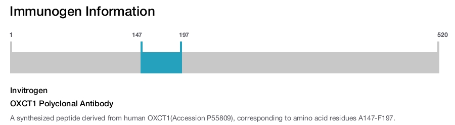 OXCT1 Polyclonal Antibody