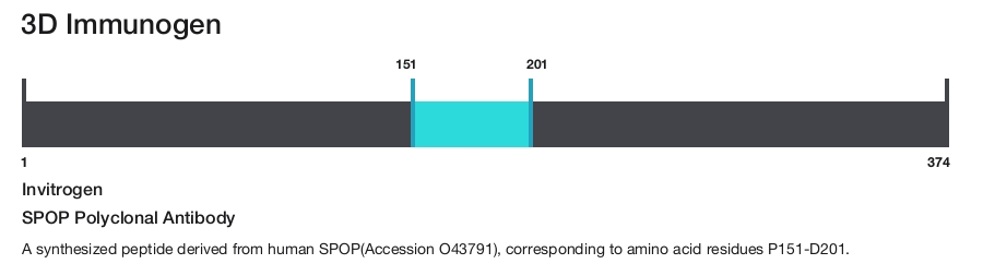 SPOP Polyclonal Antibody