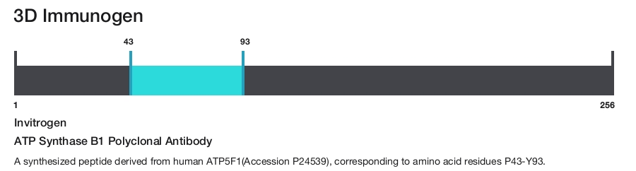 ATP Synthase B1 Polyclonal Antibody