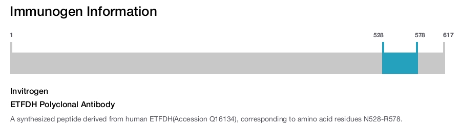 ETFDH Polyclonal Antibody