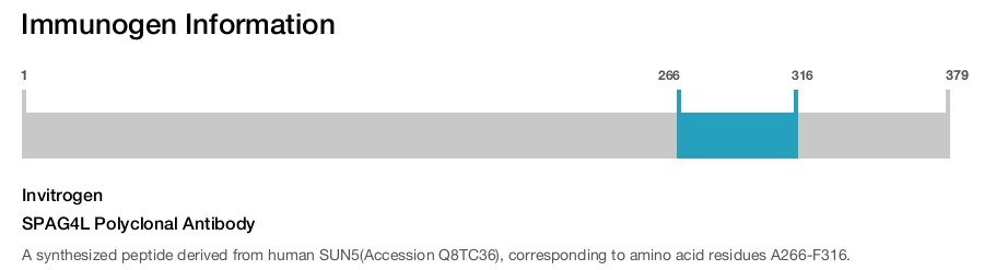 SPAG4L Polyclonal Antibody