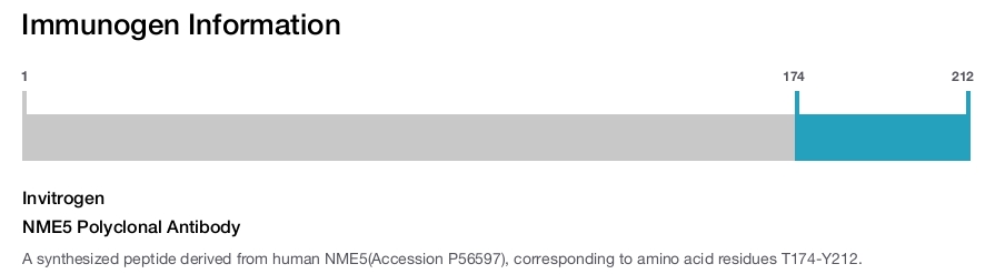 NME5 Polyclonal Antibody