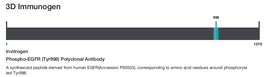 Phospho-EGFR (Tyr998) Polyclonal Antibody