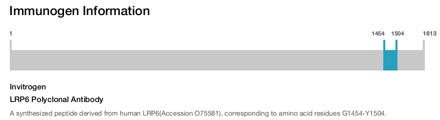 LRP6 Polyclonal Antibody
