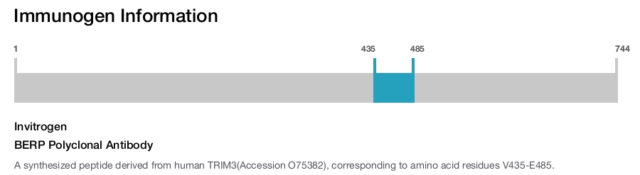 BERP Polyclonal Antibody