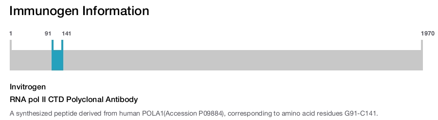 RNA pol II CTD Polyclonal Antibody