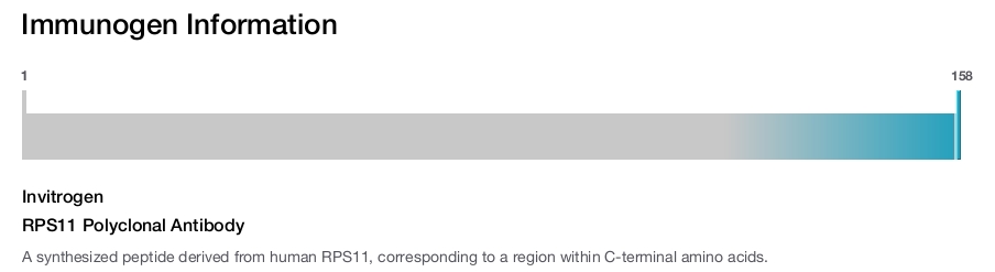 RPS11 Polyclonal Antibody