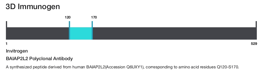 BAIAP2L2 Polyclonal Antibody