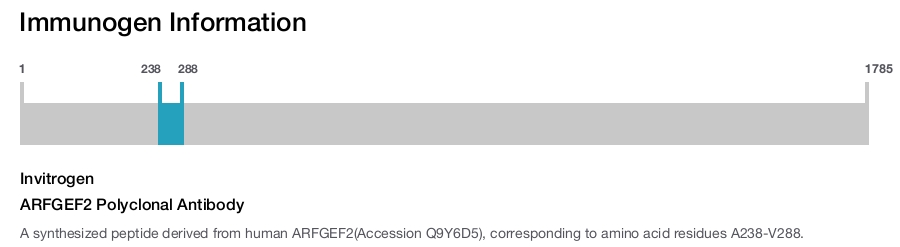 ARFGEF2 Polyclonal Antibody