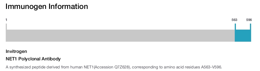 NET1 Polyclonal Antibody