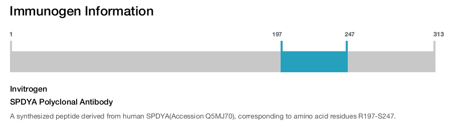 SPDYA Polyclonal Antibody
