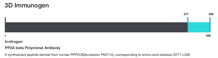 PP2A beta Polyclonal Antibody