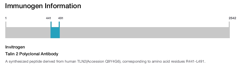Talin 2 Polyclonal Antibody