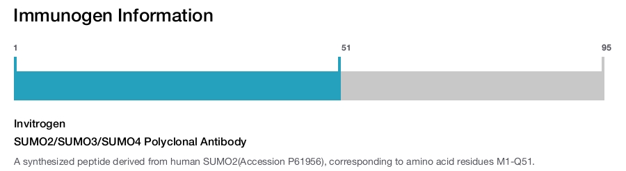 SUMO2/SUMO3/SUMO4 Polyclonal Antibody