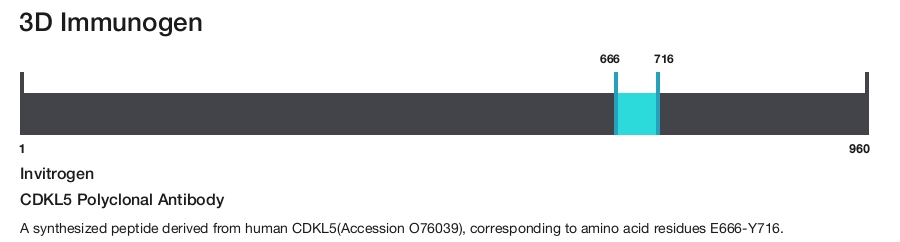 CDKL5 Polyclonal Antibody