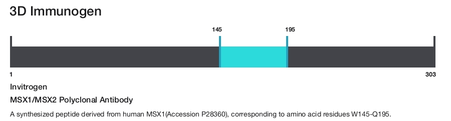 MSX1/MSX2 Polyclonal Antibody