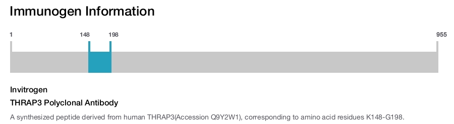 THRAP3 Polyclonal Antibody