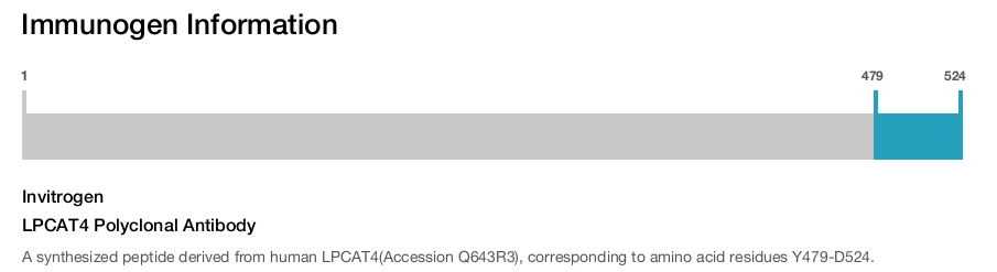LPCAT4 Polyclonal Antibody