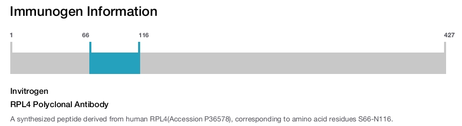 RPL4 Polyclonal Antibody