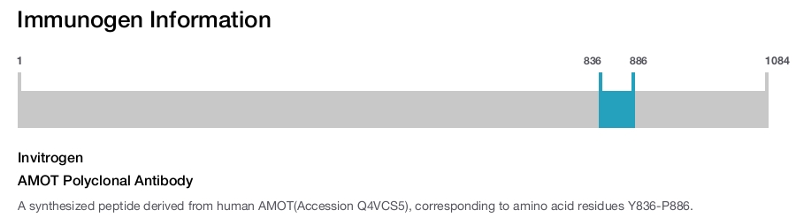 AMOT Polyclonal Antibody