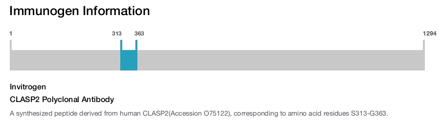 CLASP2 Polyclonal Antibody