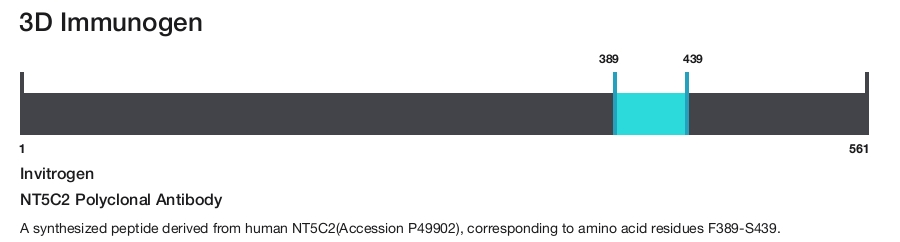 NT5C2 Polyclonal Antibody