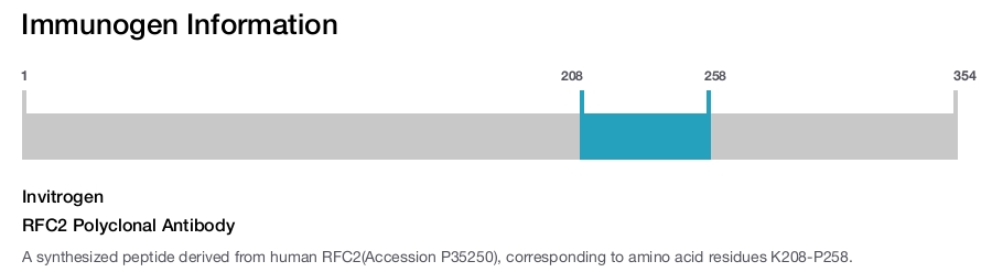RFC2 Polyclonal Antibody