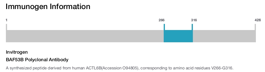 BAF53B Polyclonal Antibody
