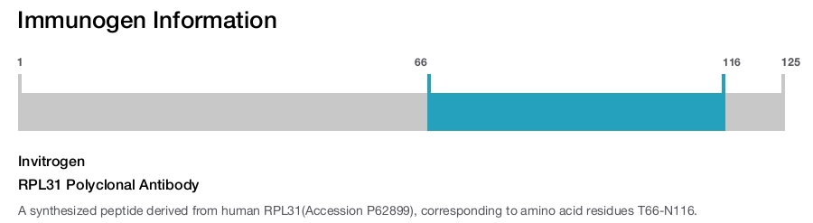 RPL31 Polyclonal Antibody