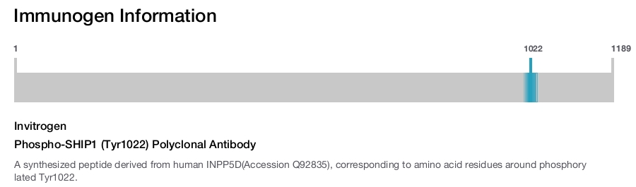 Phospho-SHIP1 (Tyr1022) Polyclonal Antibody
